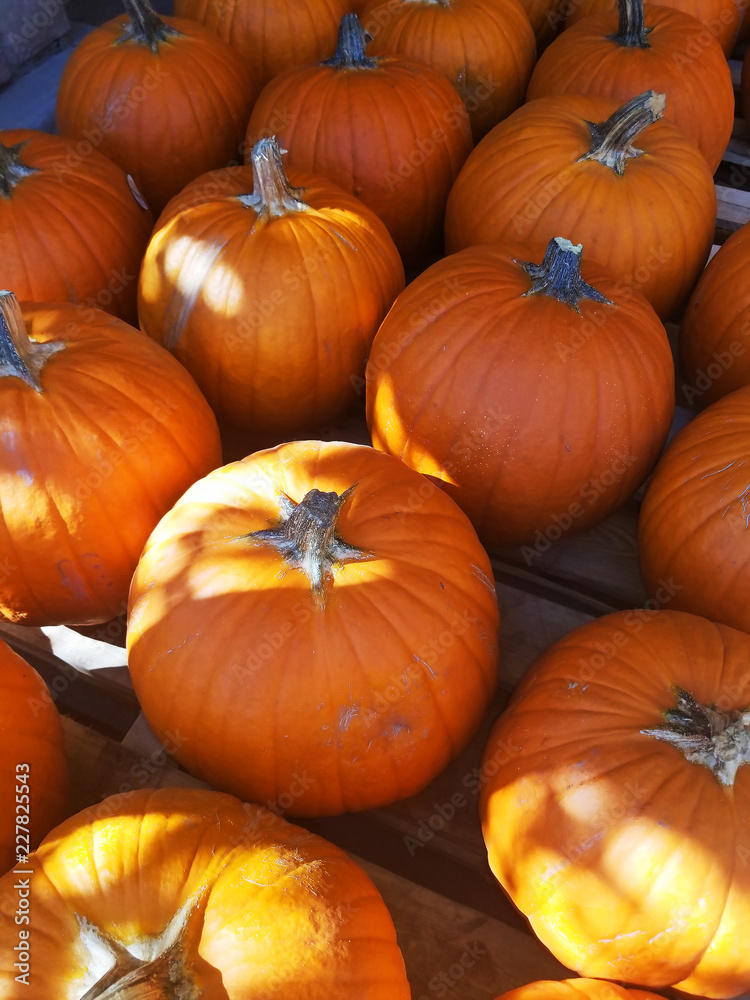 Pumpkin Pumpkin