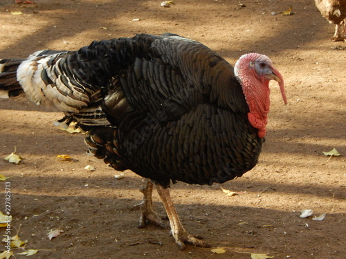 Black turkey goes about his business