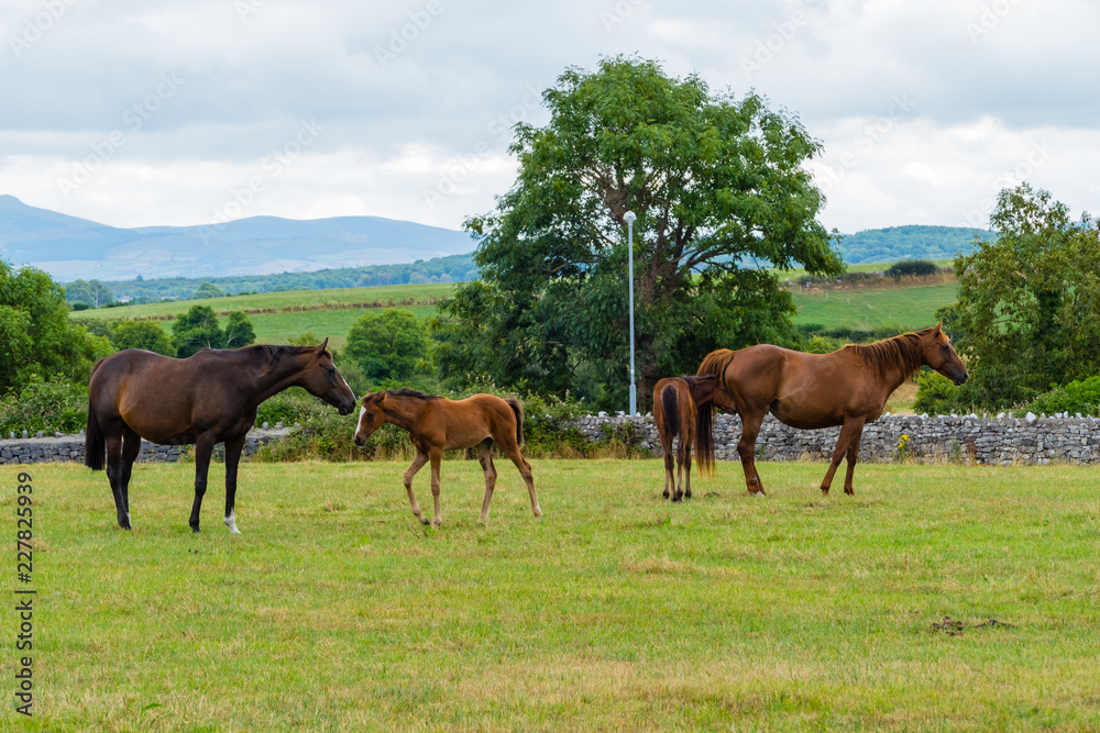 Pferdefamilie auf Weide Horsefamily on Meadow