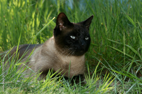 Seal point type cat lying down amonst the grass photo