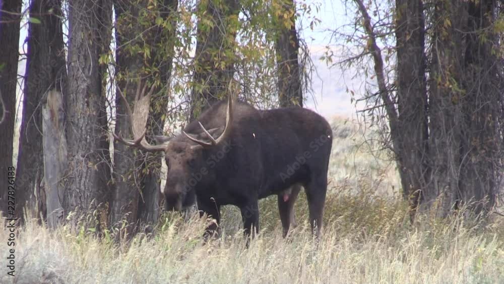 Rutting Bull Moose in Autumn in Wyoming Rutting Bull Moose in Autumn in Wyoming