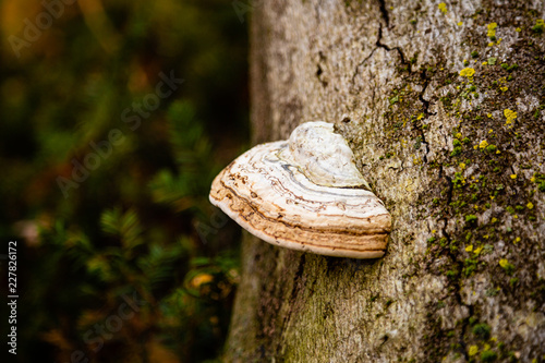 Fungal conk growing on a tree