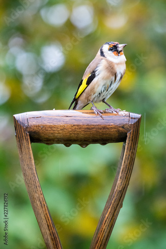 European Goldfinch (Carduelis carduelis) perched on garden fork handle with autumn background