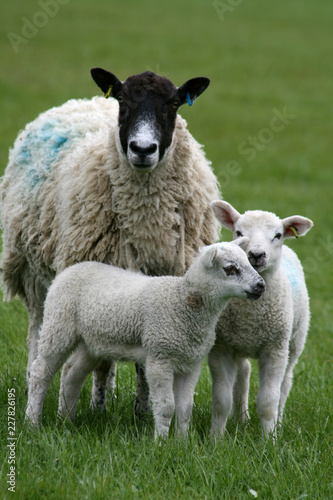 Two young lambs and ewe, near Great Dunmow, Essex, England