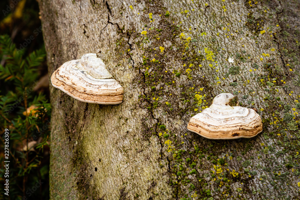 Fototapeta premium Fungal conk growing on a tree