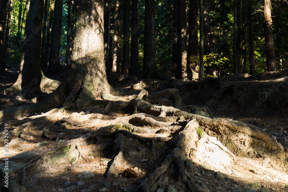 Roots and trees in forest. Slovakia Roots and trees in forest. Slovakia