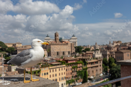 The seagull in the foreground blurs the old city in Rome.