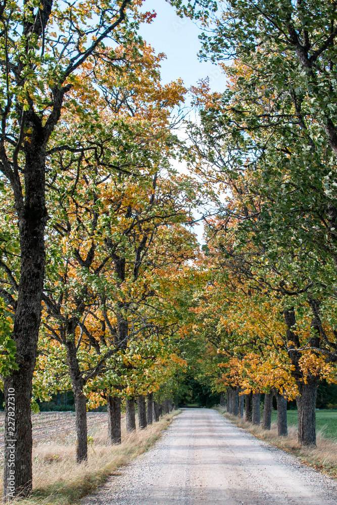 Simple Country Gravel Road in Autumn at Countryside Forest with Oak Trees Around Clouds in the Sky Alley