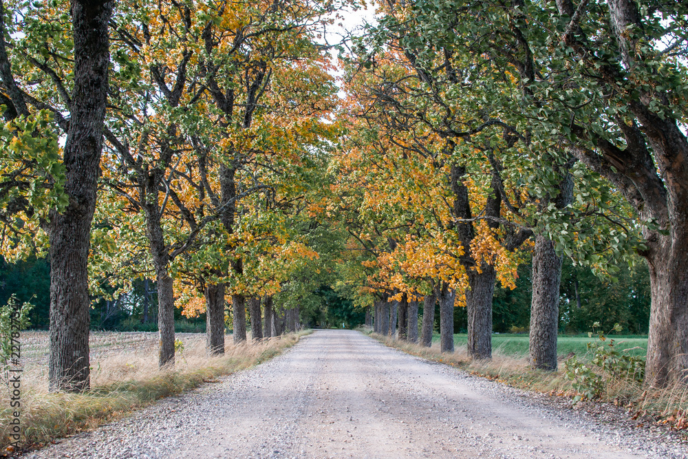 Simple Country Gravel Road in Autumn at Countryside Forest with Oak Trees Around Clouds in the Sky Alley