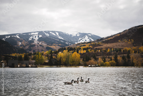 Geese swimming in Nottingham Lake in Avon, Colorado with Beaver Creek in the background.  photo