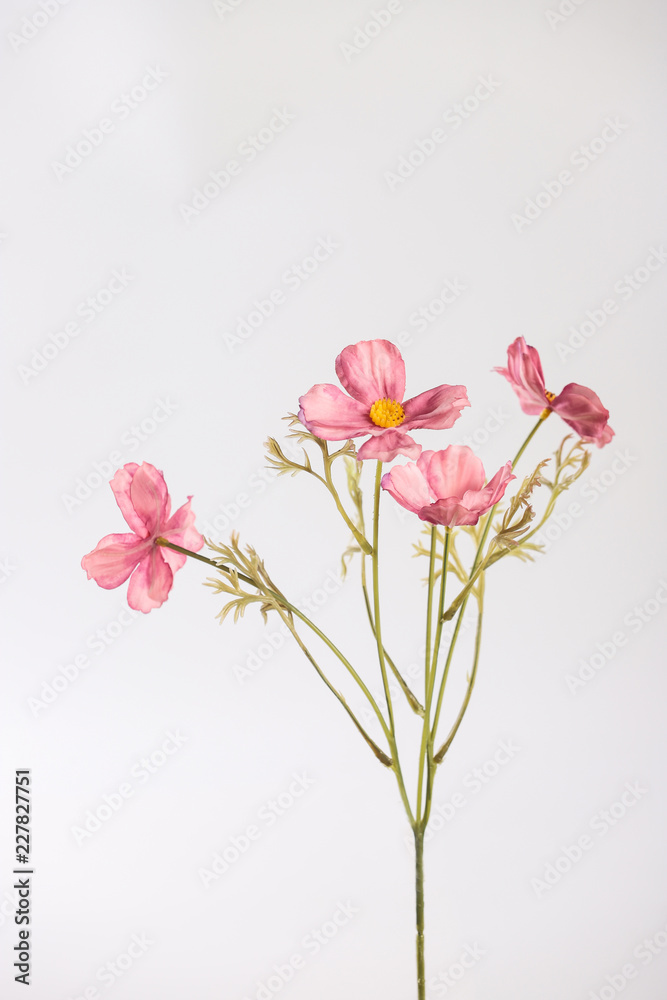 sakura flowers isolated on white background