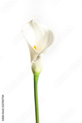 Fototapete One white Cala Lily isolated on white background