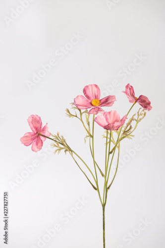 sakura flowers isolated on white background