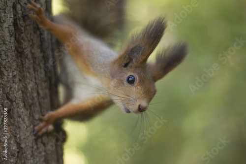 The red squirrel holds paws a tree © Petrova-Apostolova