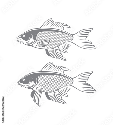 fish carp koi