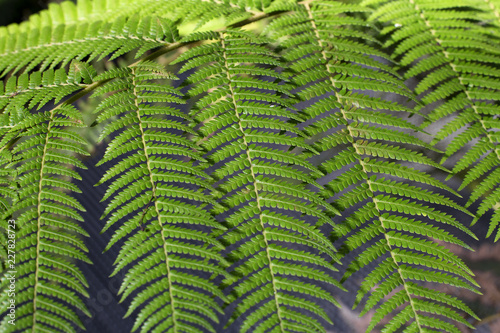 green ferns background pattern