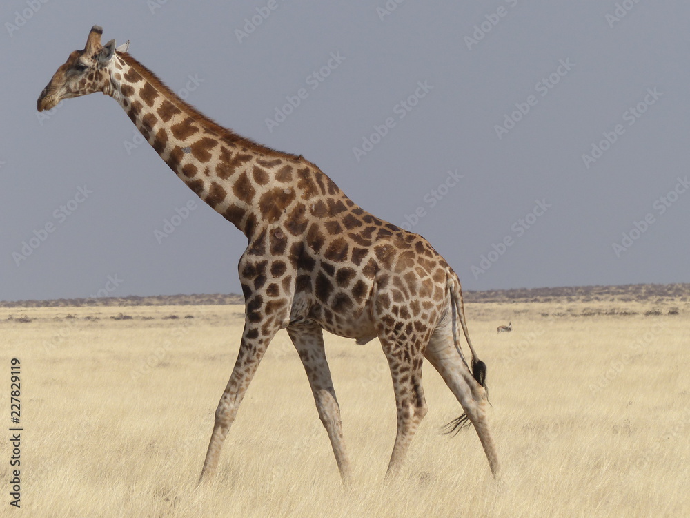 Obraz premium Giraffe Namibia