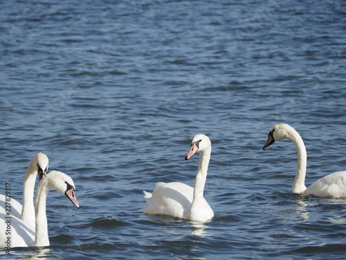 Schw  ne Wasser Schwarm