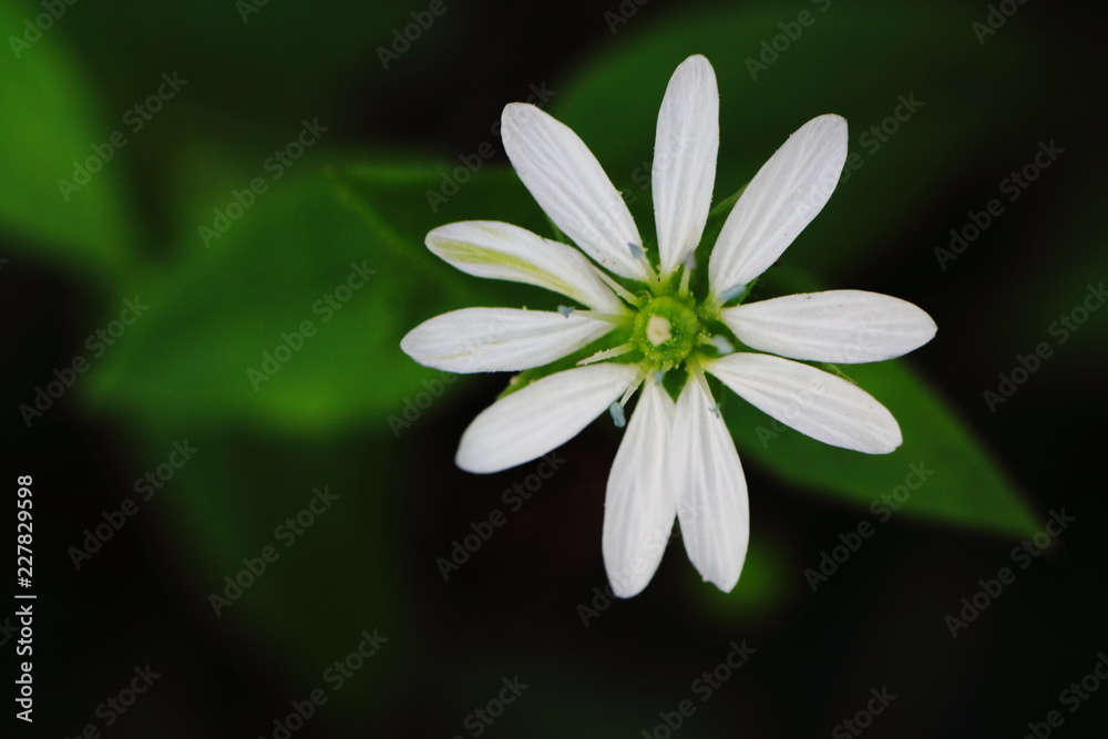 Kleine weiße Blüte im Unterholz Kleine weiße Blüte im Unterholz