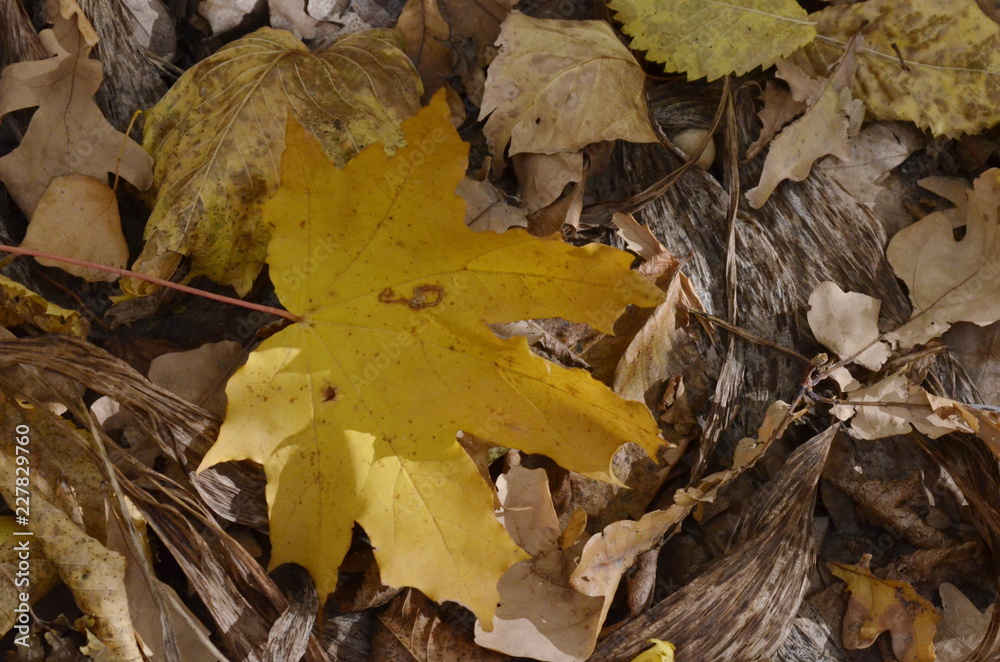 Yellow maple leaf on the background of old leaves Yellow maple leaf on the background of old leaves