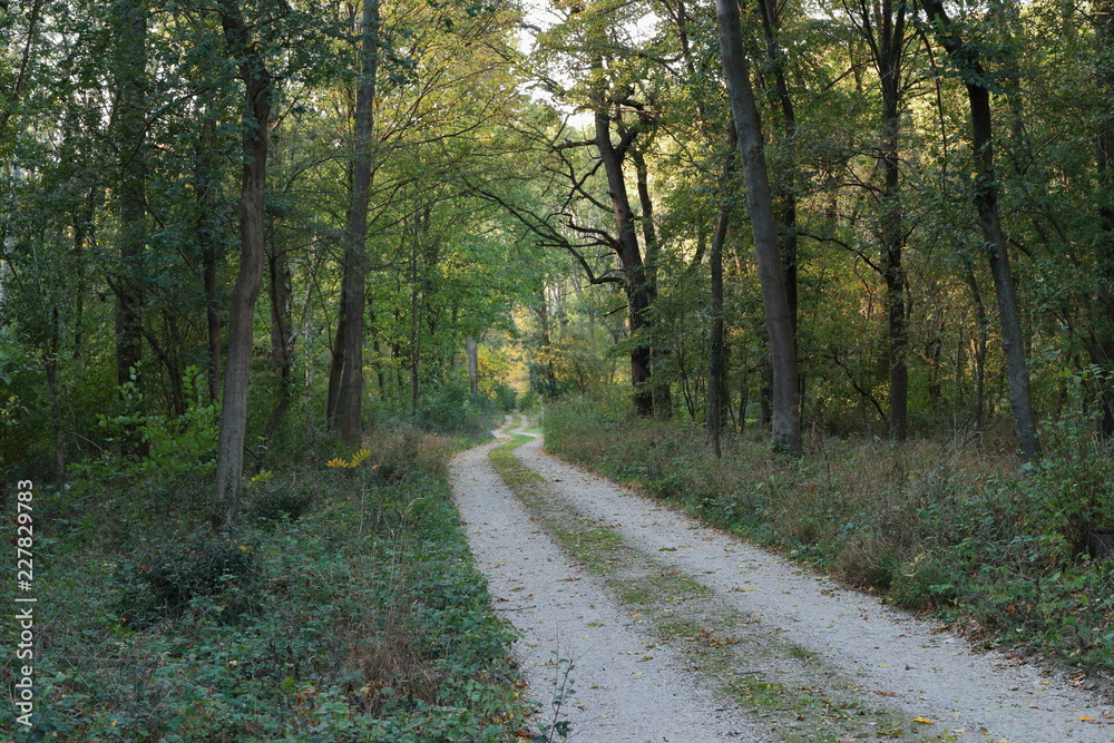 Obraz premium Straße im Wald