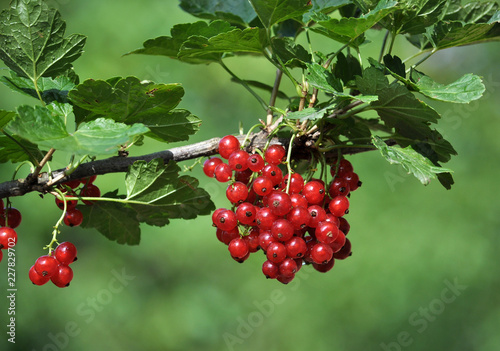 On a bush branch ripe berries redcurrant