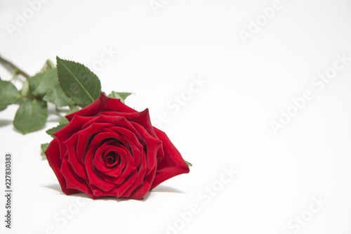 Red rose flower with leaves on a white background.