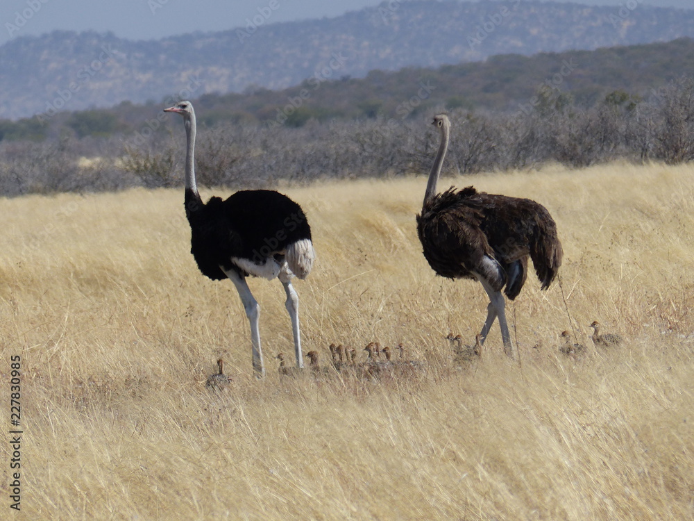 Naklejka premium Strauss Namibia
