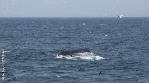 The tail of Humpback Whale in Cape Cod, USA