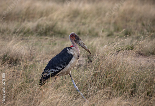 Male marabou stork, Leptopilos crumeniferus, walking in the tall grass of the savanna in Africa
