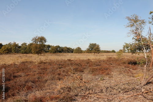 Blick auf die Strabrechtse Heide bei Heeze, einer Kleinstadt in der Provinz Nordbrabant in Holland photo