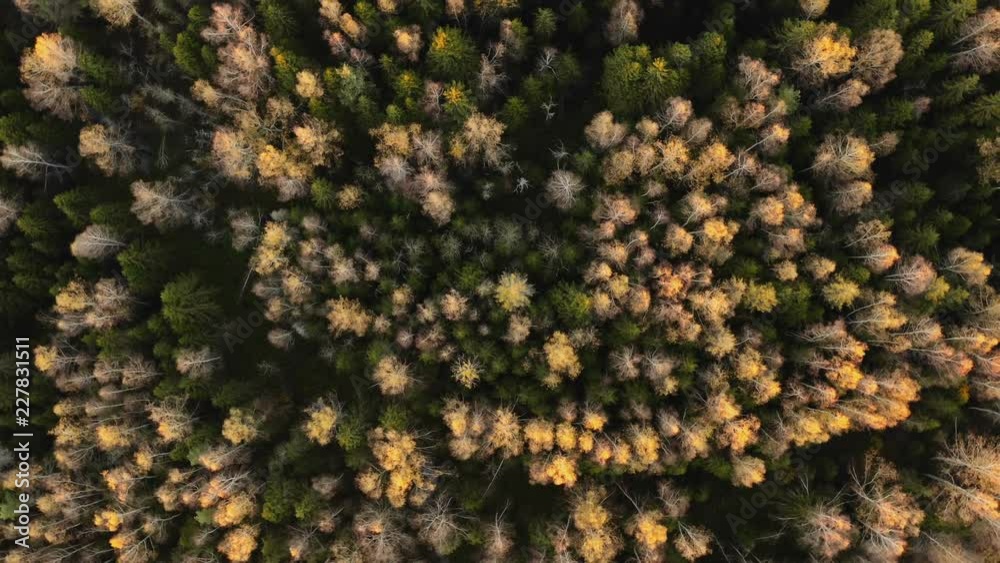 Drone circling on treetops of autumn forest Drone circling on treetops of autumn forest