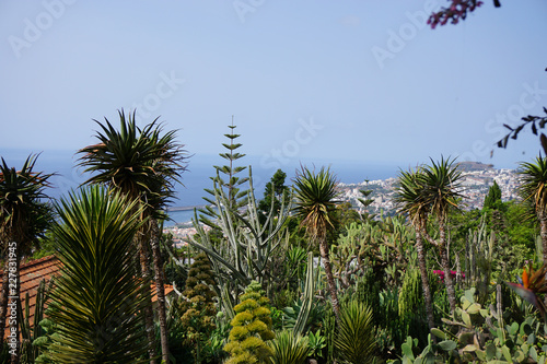 Jardin botanique - Vue Funchal 2 - Mad  re