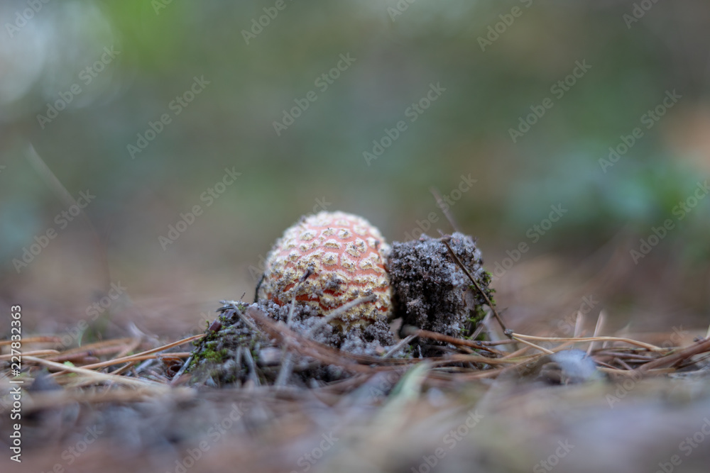 Beautiful forest mushrooms in the thickets. Hats of ripe fruiting bodies of the fungus in the deciduous forest.