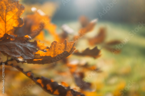Autumn Leaves in park © kriina2000