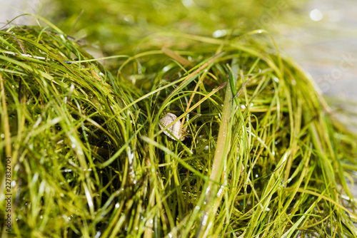 Seaweed long grass at beach close up photo