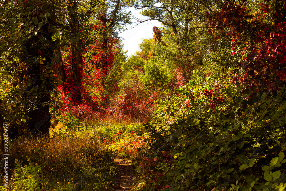 Autumn forest landscapes with rays of warm light illuminating the Golden red green foliage and path Autumn forest landscapes with rays of warm light illuminating the Golden red green foliage and path
