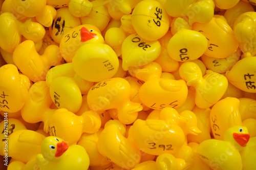 Yellow rubber ducks ready to race