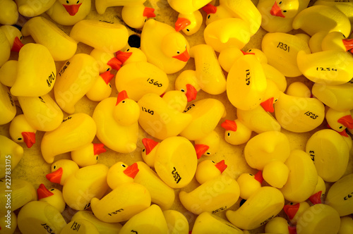 Yellow rubber ducks ready to race