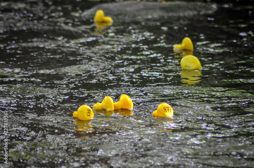 Obraz na plátně Yellow ducks competing at duck race