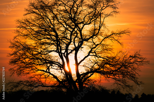 silhouette of a tree at sunset in autumn