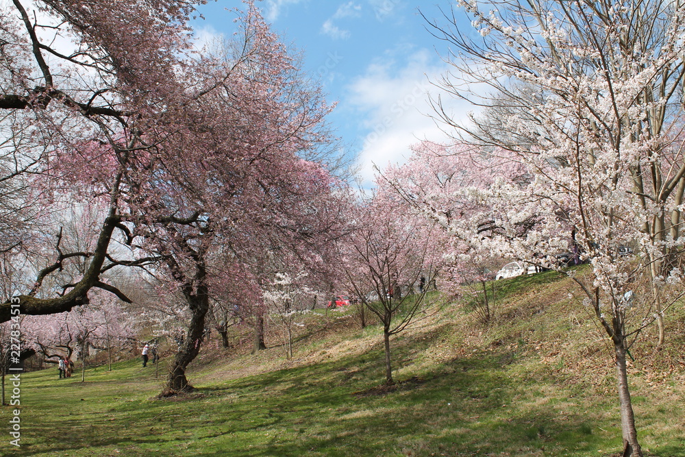 Cherry Blossoms Cherry Blossoms