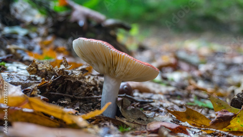 red and white mushrooms in forest