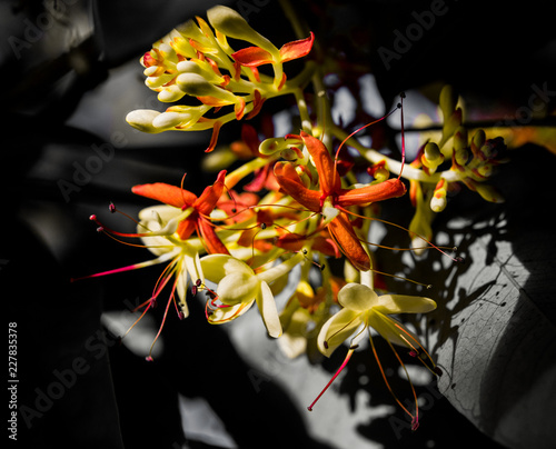 Orange and Yellow Flowers on Grey Background