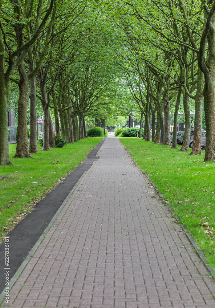 avenue of trees in city