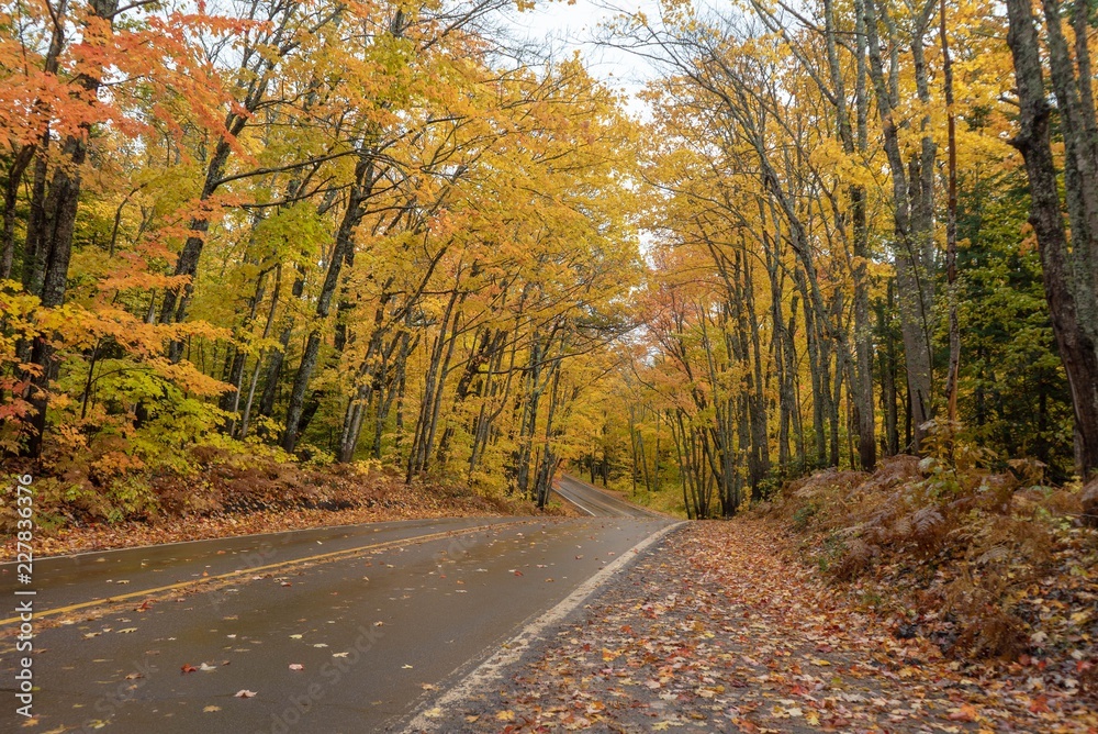 Beautiful golden Autumn trees along a road in Michigan
