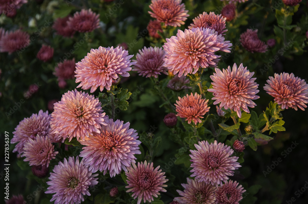 Chrysanthemum blooming in the cementary Chrysanthemum blooming in the cementary