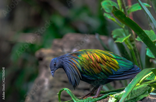 Metallic Orange, Green, and Yellow Plumage on a Nicobar Pigeon on a Vine