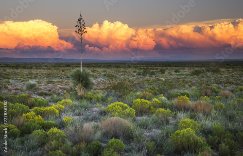 The Desert comes to life with evening light in New Mexico
