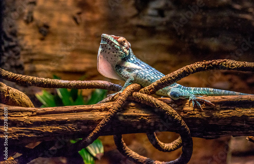 Green, Orange and Blue Scales on an Orient Knight Anole with Dewlap Extended